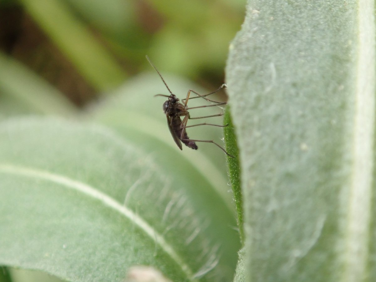 entomography's tweet photo. Superfamily Sciaroidea (3.14.2019) https://t.co/fM44LYfFRC