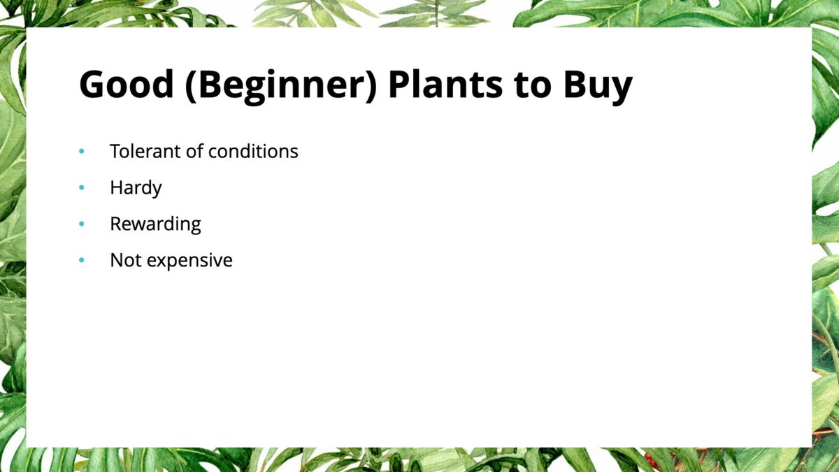 Let's start talking about what plants would fit your home.These are some characteristics of good beginner plants to buy. Plants that would be tolerant of a variety of conditions (temperature, humidity, light..), they are hardy or forgiving... 15/