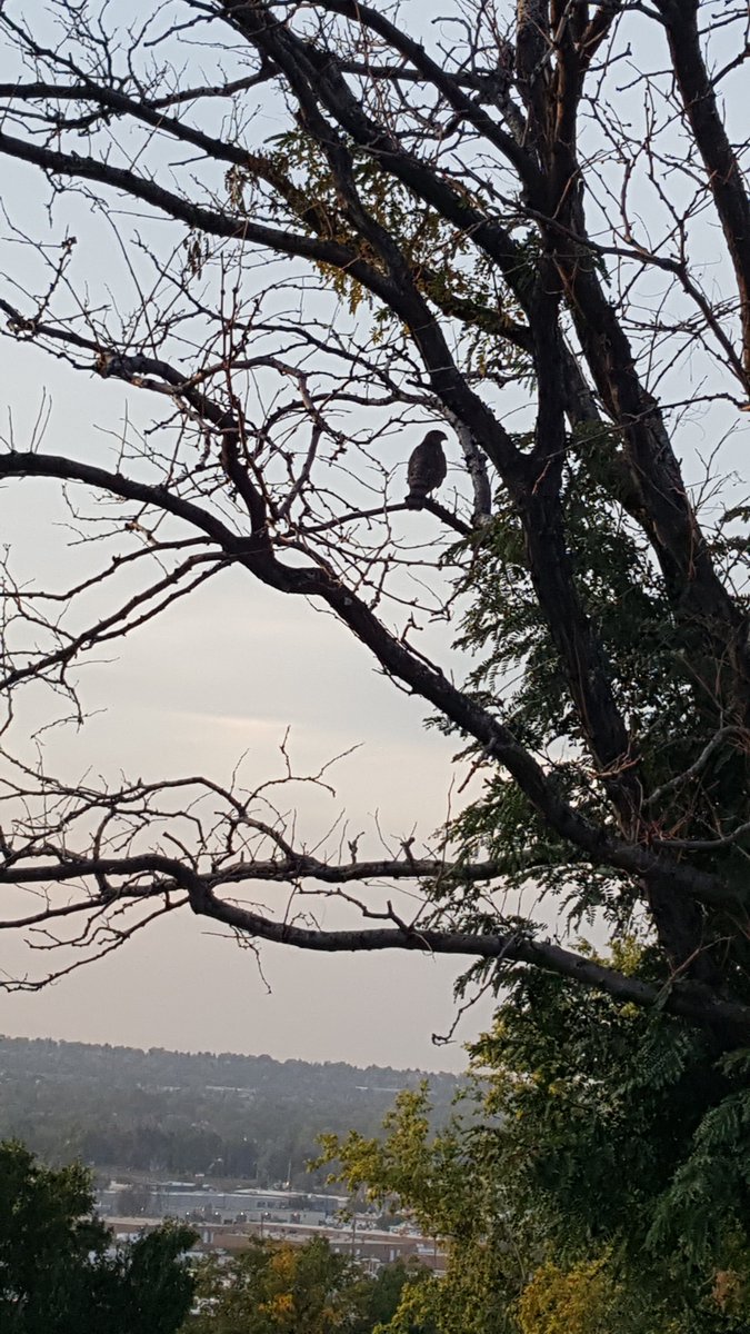 It turns out there are still birds.A lot of them, in fact.