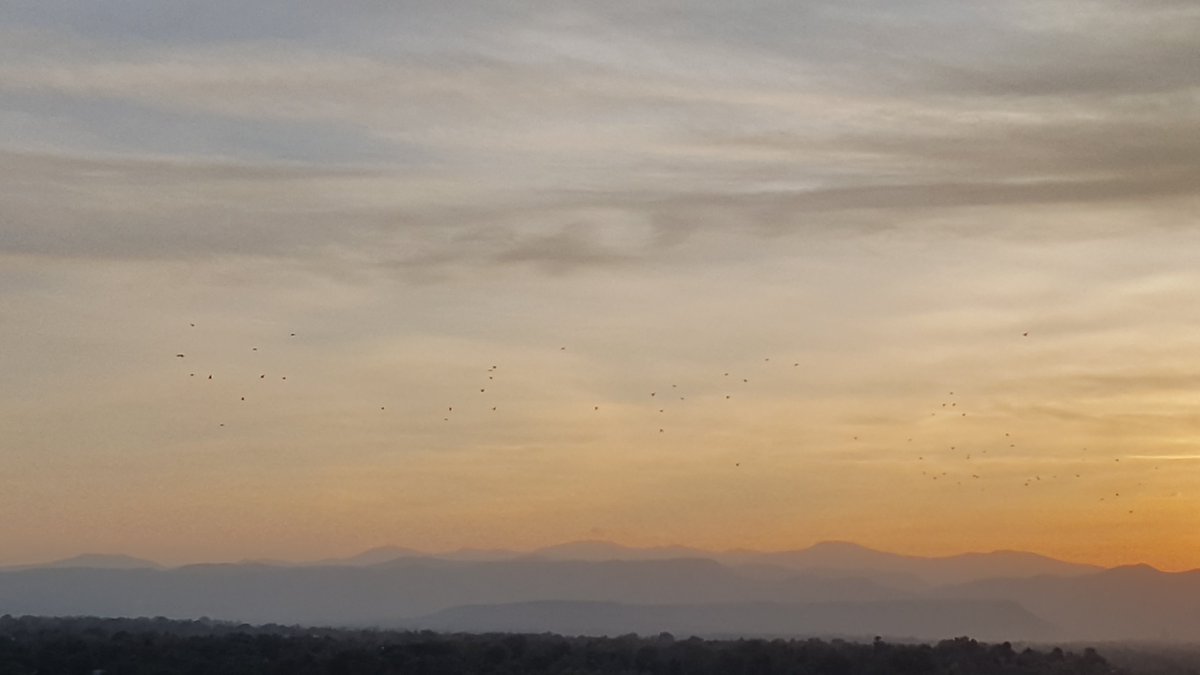 It turns out there are still birds.A lot of them, in fact.