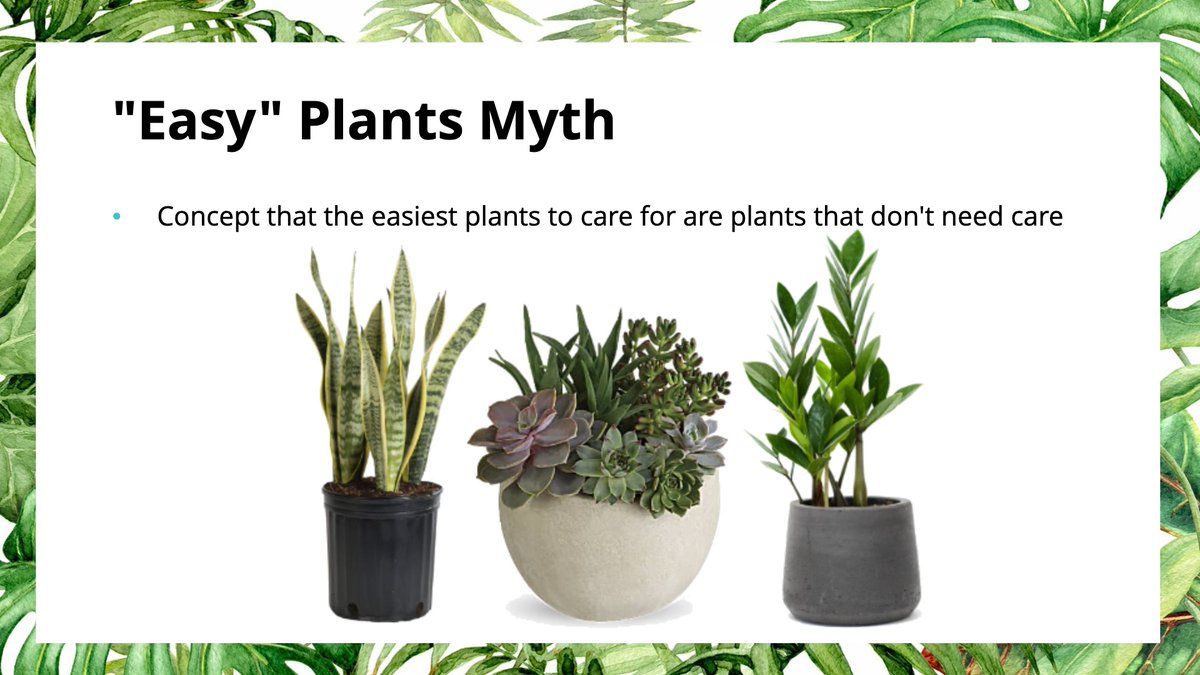 There is some sort of preconception that the easiest plants to care for are those that don't need (much) care. While there are some plants that can thrive off neglect, I don't like recommending these plants because they don't allow you to learn proper plant care skills 17/