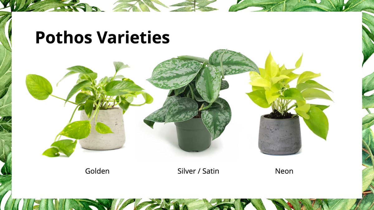 There are some other plants that more or less follow this type of communication, and have the characteristics that I listed earlier!Pothos varieties: Golden, SIlver/Satin, NeonMonstera varieties: M. deliciosa, M. adansonii21/