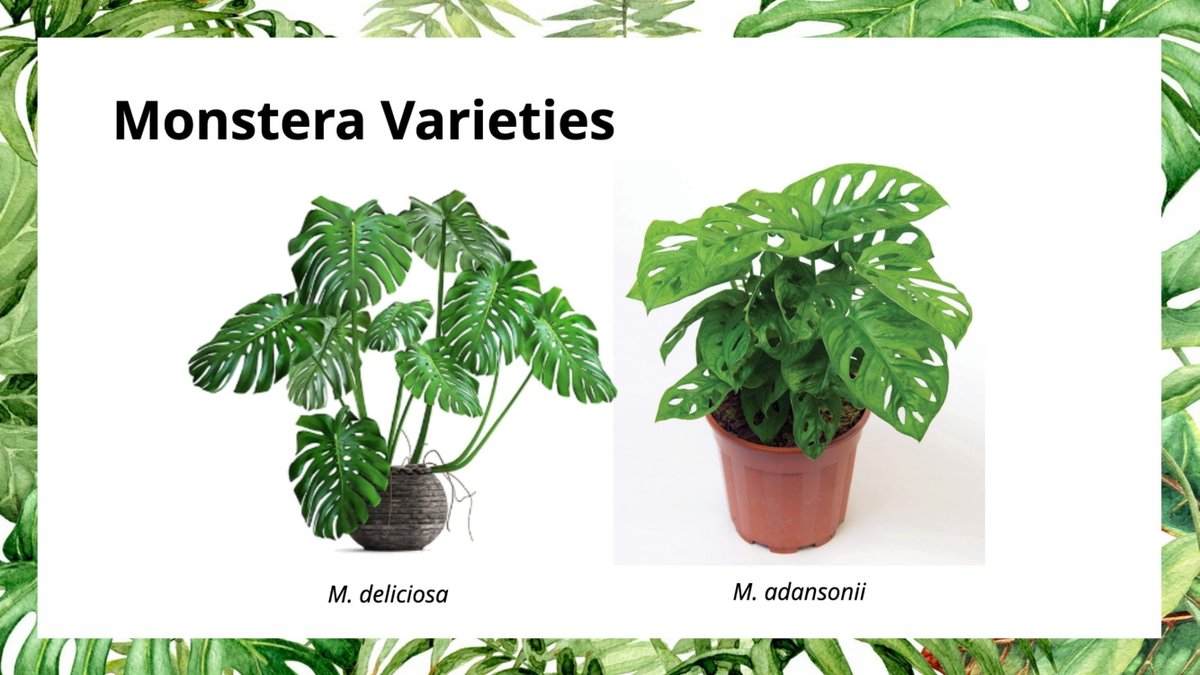 There are some other plants that more or less follow this type of communication, and have the characteristics that I listed earlier!Pothos varieties: Golden, SIlver/Satin, NeonMonstera varieties: M. deliciosa, M. adansonii21/