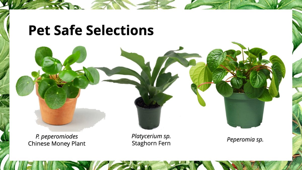 The above plant recommendations are unfortunately not safe for pets, so I've listed some here!P. peperomiodes or chinese Money PlantPlatycerium sp. or Staghorn FernPeperomia sp. (the one pictured is Peperomia 'Rana Verde') 23/