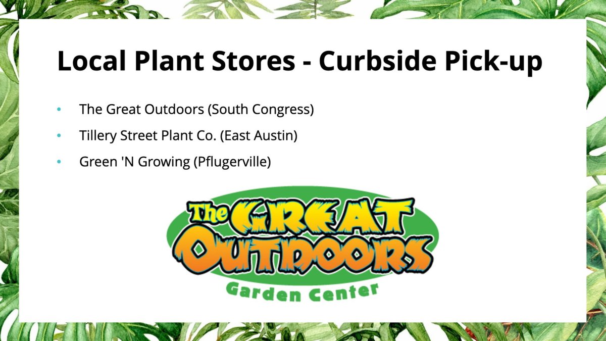 For my Austin, Texas friends, these are some local plant stores that I visit, and a few months ago, they had curbside pick-up available! I believe most of them have reopened with limitations. Check them out! 25/