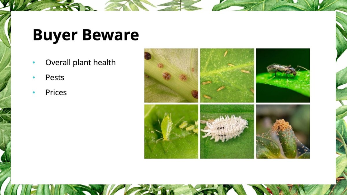 Some things to be careful of prior to purchasing the plant, especially if you are looking at them at a store. Examine the plant's health, and check the leaves and soil for creepy crawlies. (Some pests are actually good but when you're a beginner it's best to stay safe) 29/