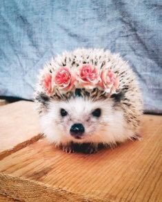 Hedgehogs with flower crowns 
