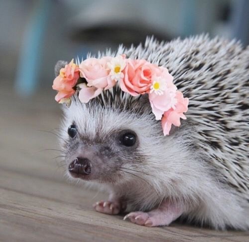 Hedgehogs with flower crowns 