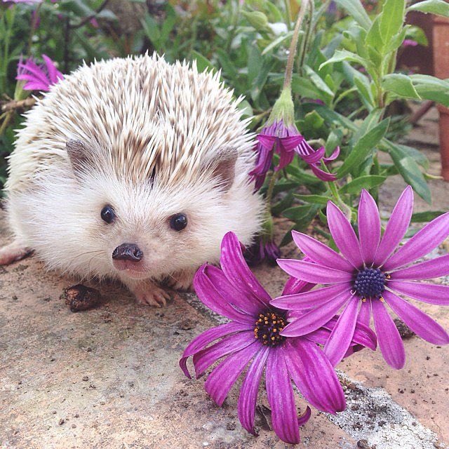 Hedgehogs in flowers 
