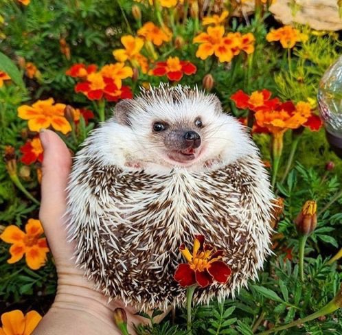 Hedgehogs in flowers 