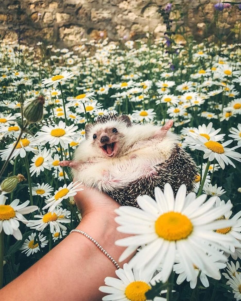 More hedgehogs in flowers because they’re just too fcking cute