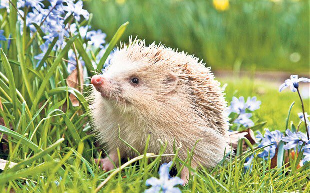More hedgehogs in flowers because they’re just too fcking cute