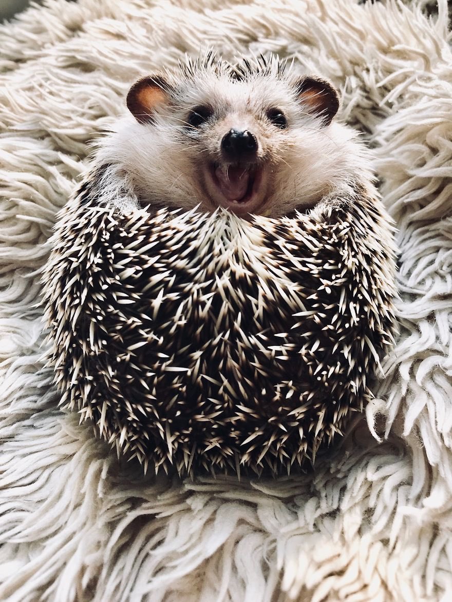 Happy hedgehogs 