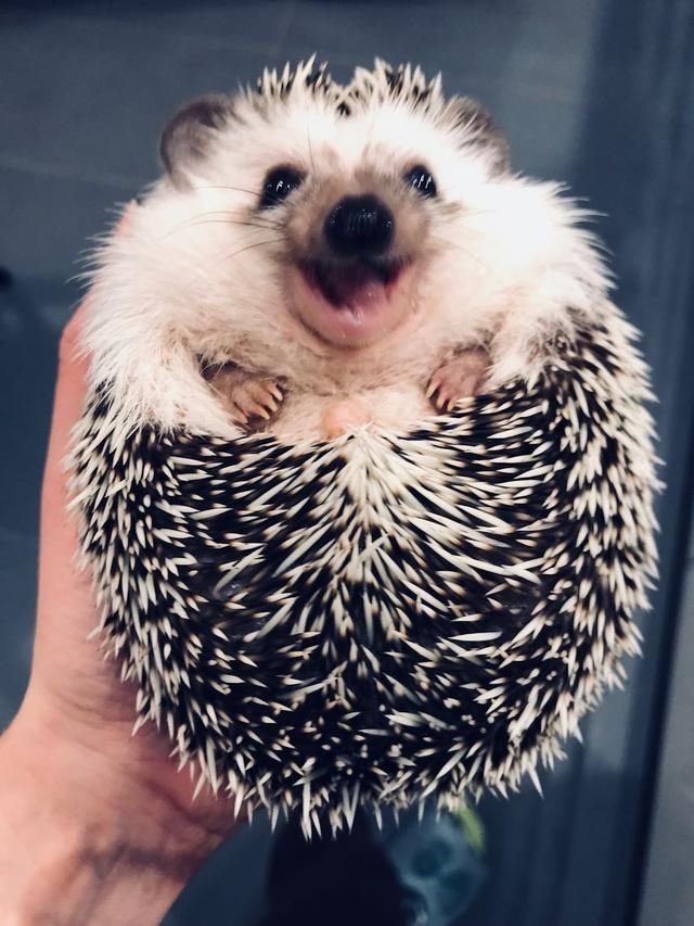 Happy hedgehogs 