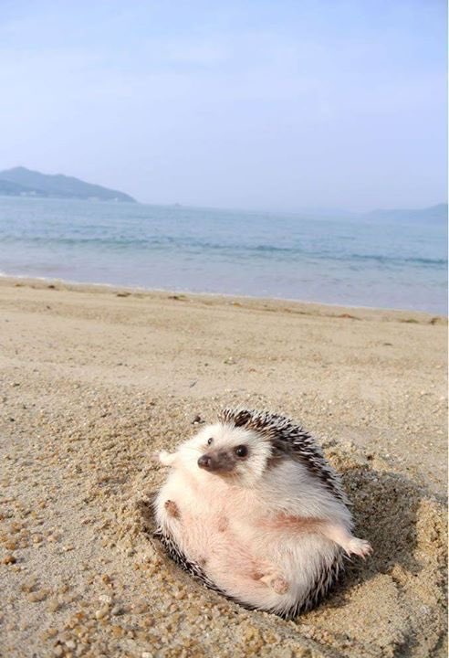 Hedgehogs at the beach/seaside 