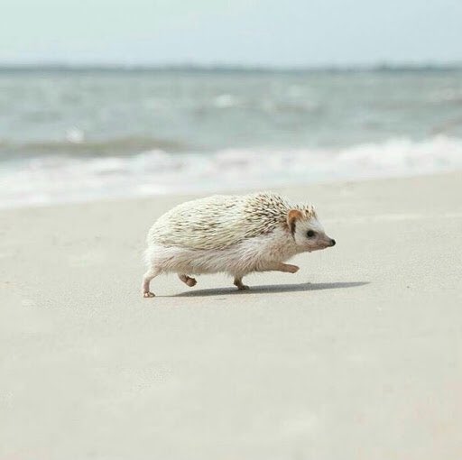 Hedgehogs at the beach/seaside 