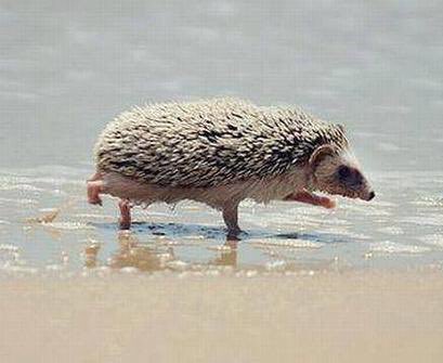 Hedgehogs at the beach/seaside 