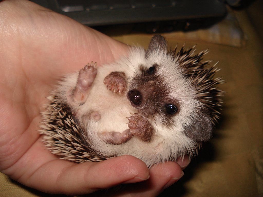 Baby hedgehogs
