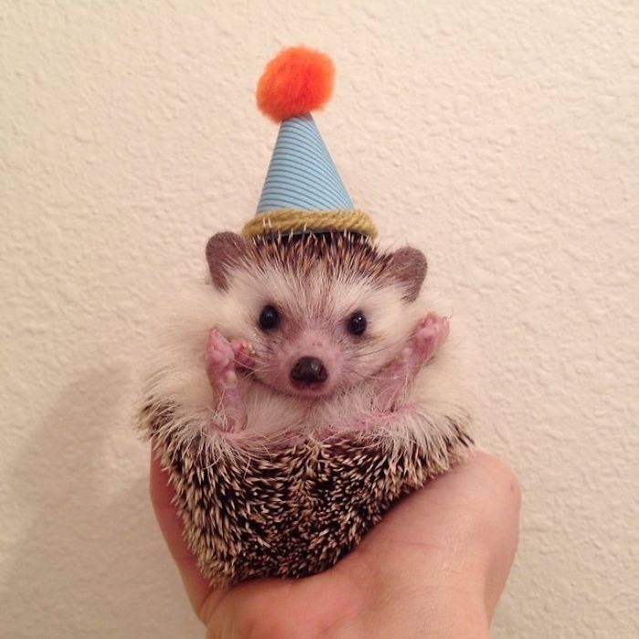 Hedgehogs with hats 