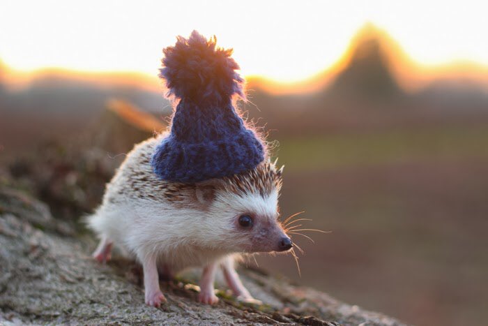 Hedgehogs with hats 