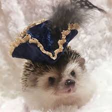More hedgehogs with hats because loooook