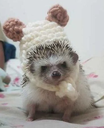 More hedgehogs with hats because loooook