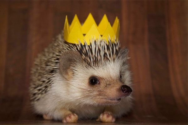 Hedgehogs with crowns/tiaras 