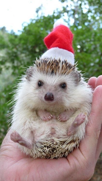 Christmas hedgehogs 