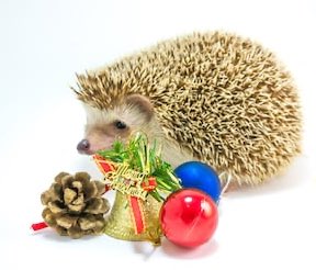Christmas hedgehogs 