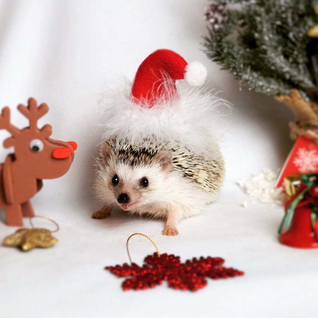 Christmas hedgehogs 