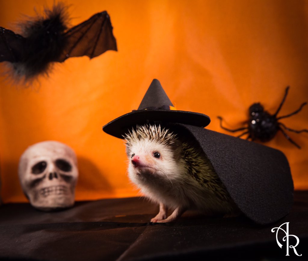 Halloween hedgehogs 