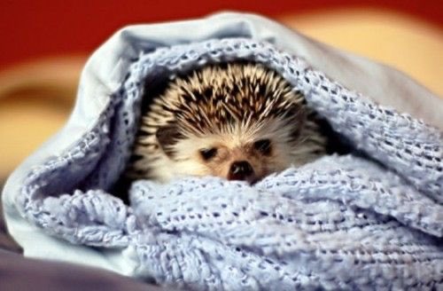 Hedgehogs in blankets 