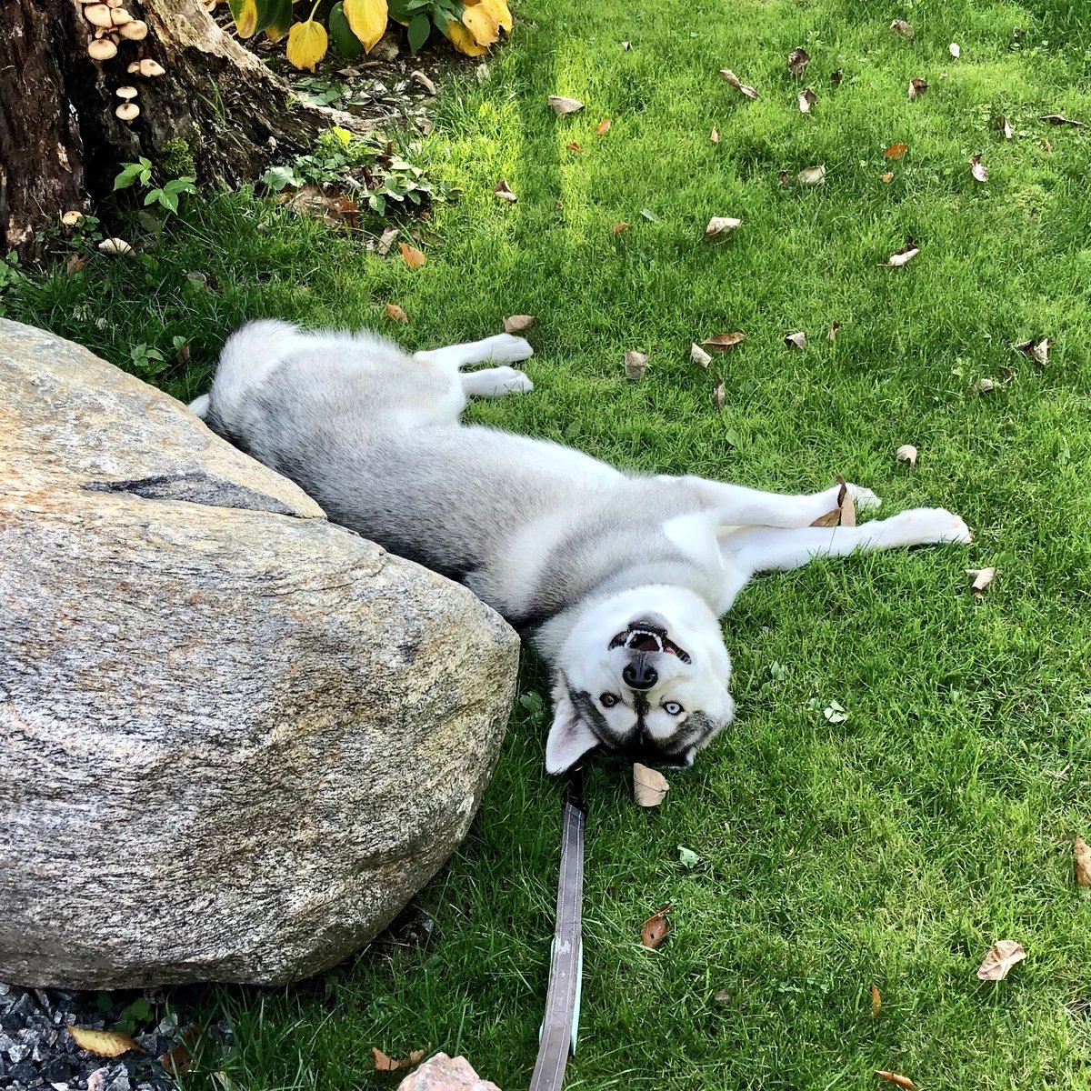 janica_e's tweet photo. Miska is just excited that its so beautiful outside! And, it’s Friday! 
..
.
.
..
.
#MiskaTheHusky #HappyFriday #FridayFace #HappyFall #BeautifulDay #Husky #HuskyLife #PuppyLove #DoggosBeingDoggos #Doggo https://t.co/DA2DKxeqLt