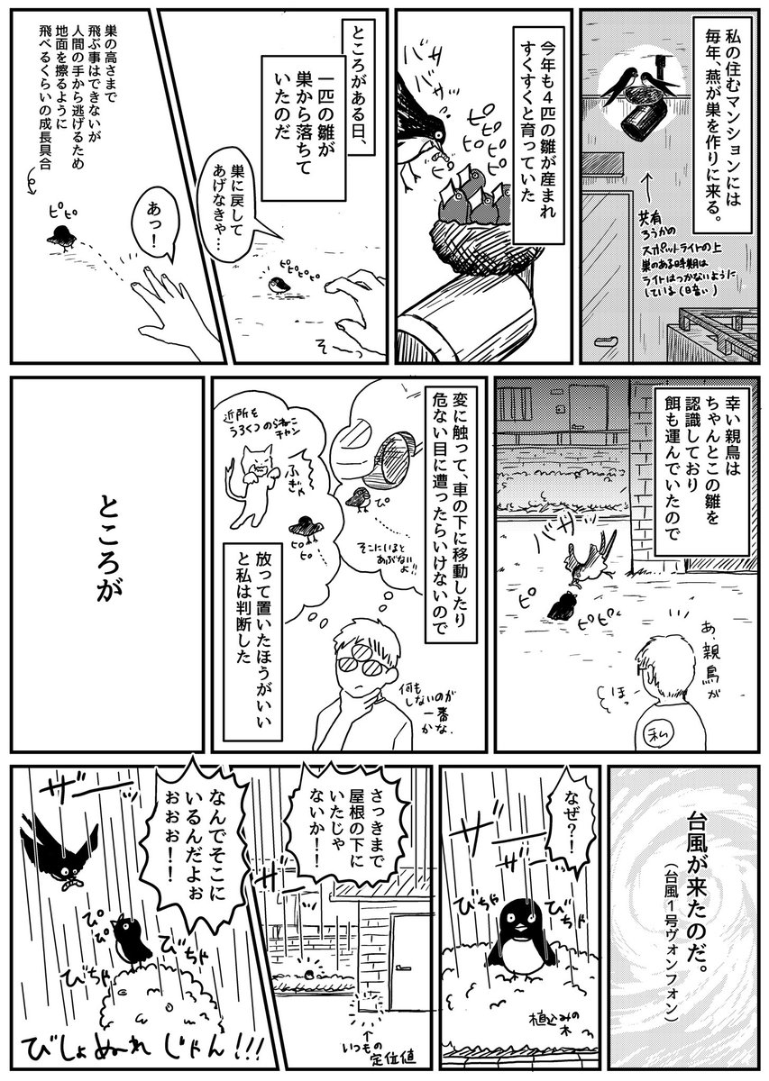 spepeoclub's tweet photo. 6月初旬の出来事
巣から落下したツバメのヒナの話 https://t.co/fo30k8BXyf