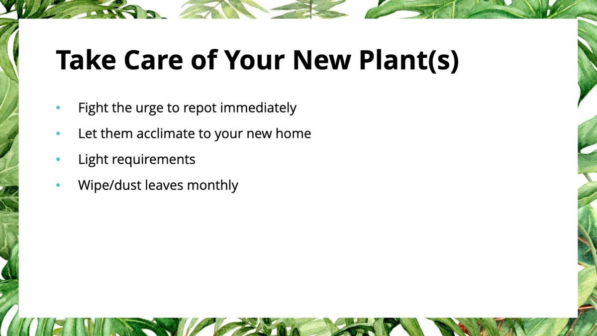 First! Fight the urge to repot your plant. I know it's very tempting, especially if you've also purchased some new pretty planters that are... but repotting a plant is really stressful! Like how moving from one place to another is tiring! Let them be for a little bit... 34/