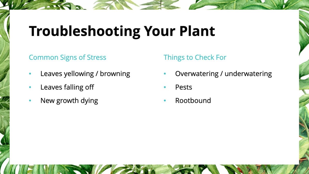 Sometimes, plants are going to be a lil difficult! Luckily, you can troubleshoot your plant by identifying the signs and check on specific things. Common signs of stress are leaves yellowing/browning, leaves following off, and new growth dying shortly after being pushed out 41/