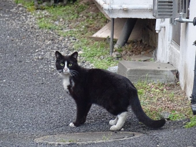 ねこかます