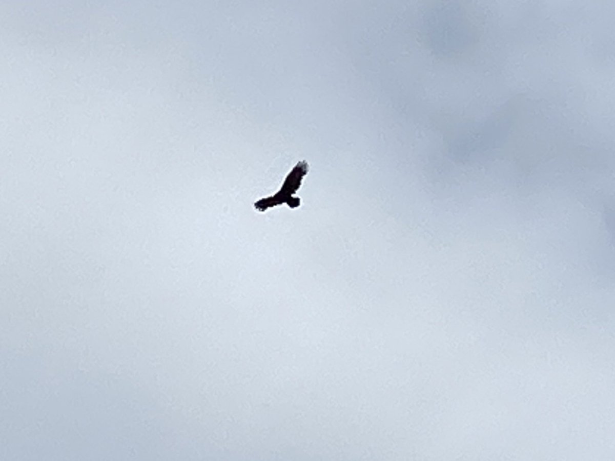 2nd look-out. I’m pretty sure this was a golden eagle. I wish I’d had my camera at the ready, because we rounded a curve and he swooped out just over some bushes right in front of us. Too big to be a hawk and definitely not a turkey vulture. This was the prettiest view.