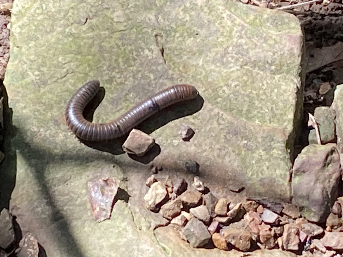 We saw some tiny wildlife, too. 1) millipede (yes, I counted his legs & he’s a liar, there are not a million)2) the caterpillar from a bug’s life 3) butterfly 4) lizard 