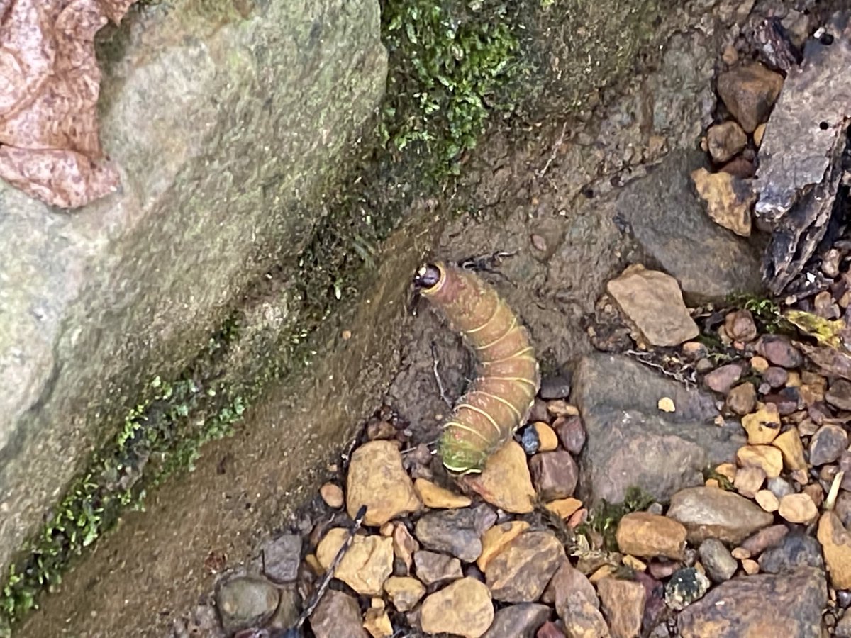 We saw some tiny wildlife, too. 1) millipede (yes, I counted his legs & he’s a liar, there are not a million)2) the caterpillar from a bug’s life 3) butterfly 4) lizard 