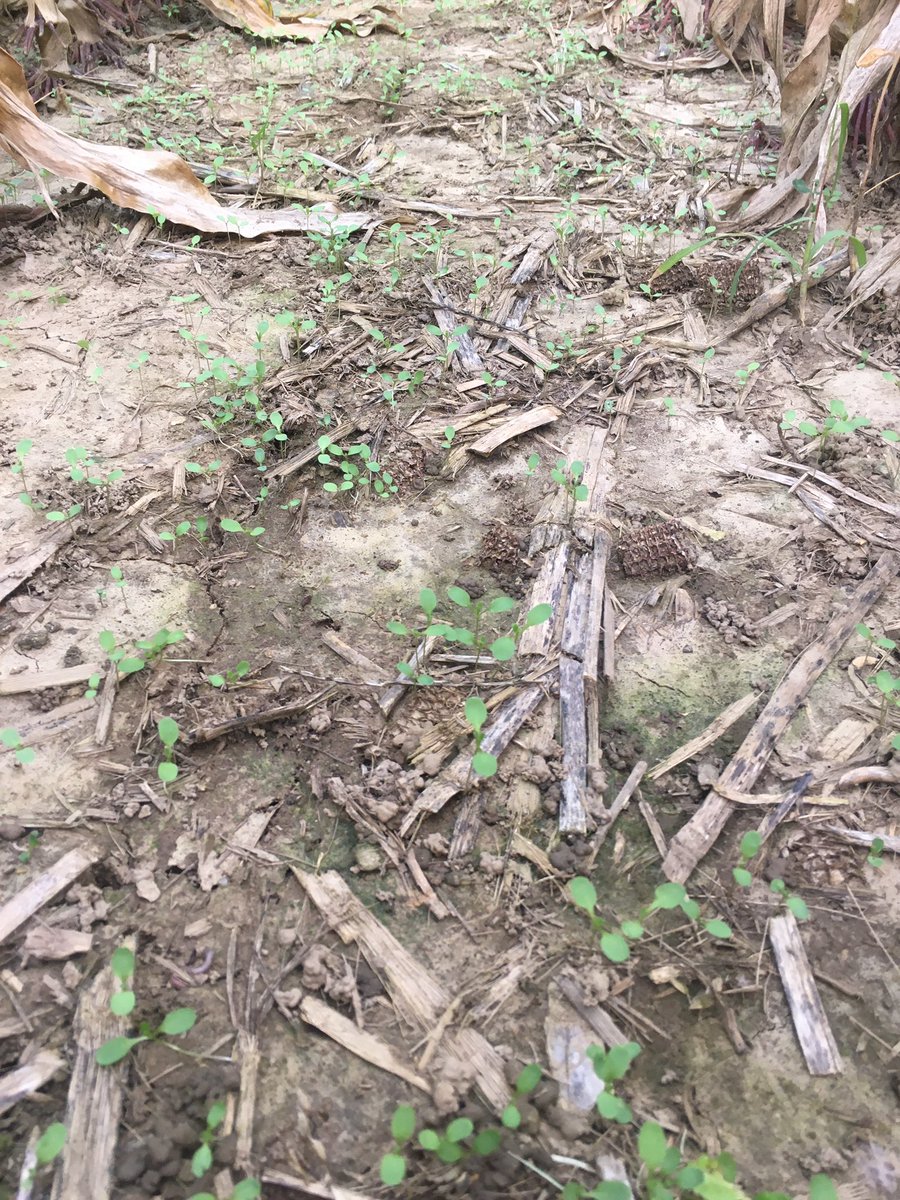 Cover crop seed applied first of September in between rains. Hi fly mix of Annual Ryegrass, radish, crimson clover and rape. Also a separate trial of Winter Camelina. More pics of different seed mix trials to come... #rantizo Fly and Apply! Gibbsfield Ag LLC
