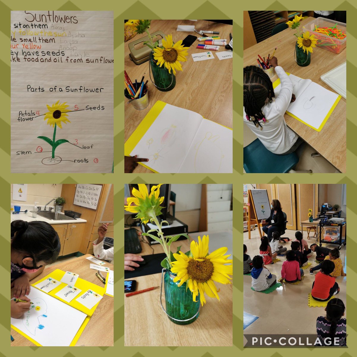 MsB22140920's tweet photo. ELB inquiry into Sunflowers. Inquisitive minds  Hickory wood proud. ⁦@HickoryWoodPS⁩ ⁦@DellaLataille⁩ ⁦@PeelSchools⁩ ⁦@teachr20⁩ https://t.co/a5z3QyAdQn