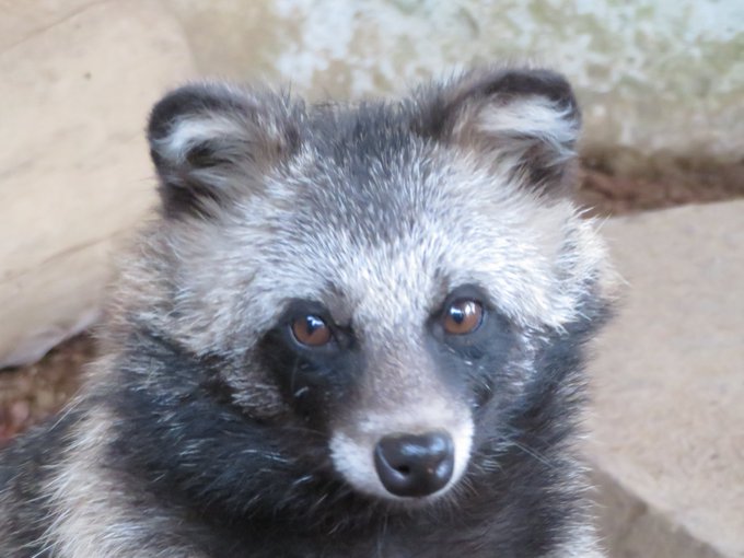 動物公園 高画質 のtwitterイラスト検索結果 古い順 動物公園 高画質 のtwitterイラスト検索結果 古い順