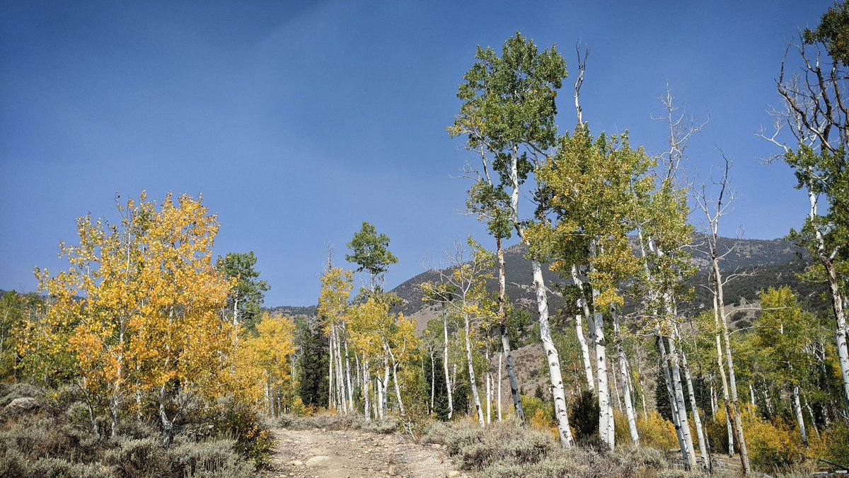 Another day amongst the aspen in Great Basin National Park.
This is the Snake Creek area.

#FallFoliage #FallColor #LeafPeeping #GreatBasinNationalPark #QuakingAspen #SnakeCreek #Nevada #SnakeRange