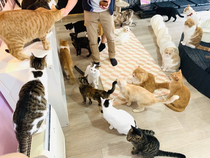 22年版 神戸でおすすめの猫カフェ10選 可愛い猫たくさん 猫カフェナビ