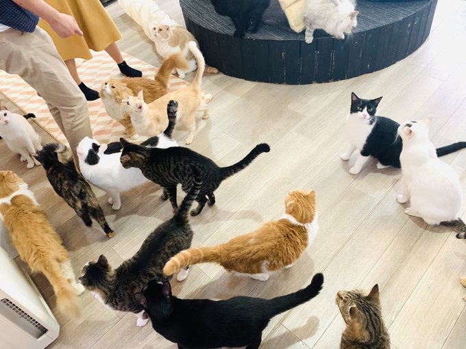 22年版 神戸でおすすめの猫カフェ10選 可愛い猫たくさん 猫カフェナビ