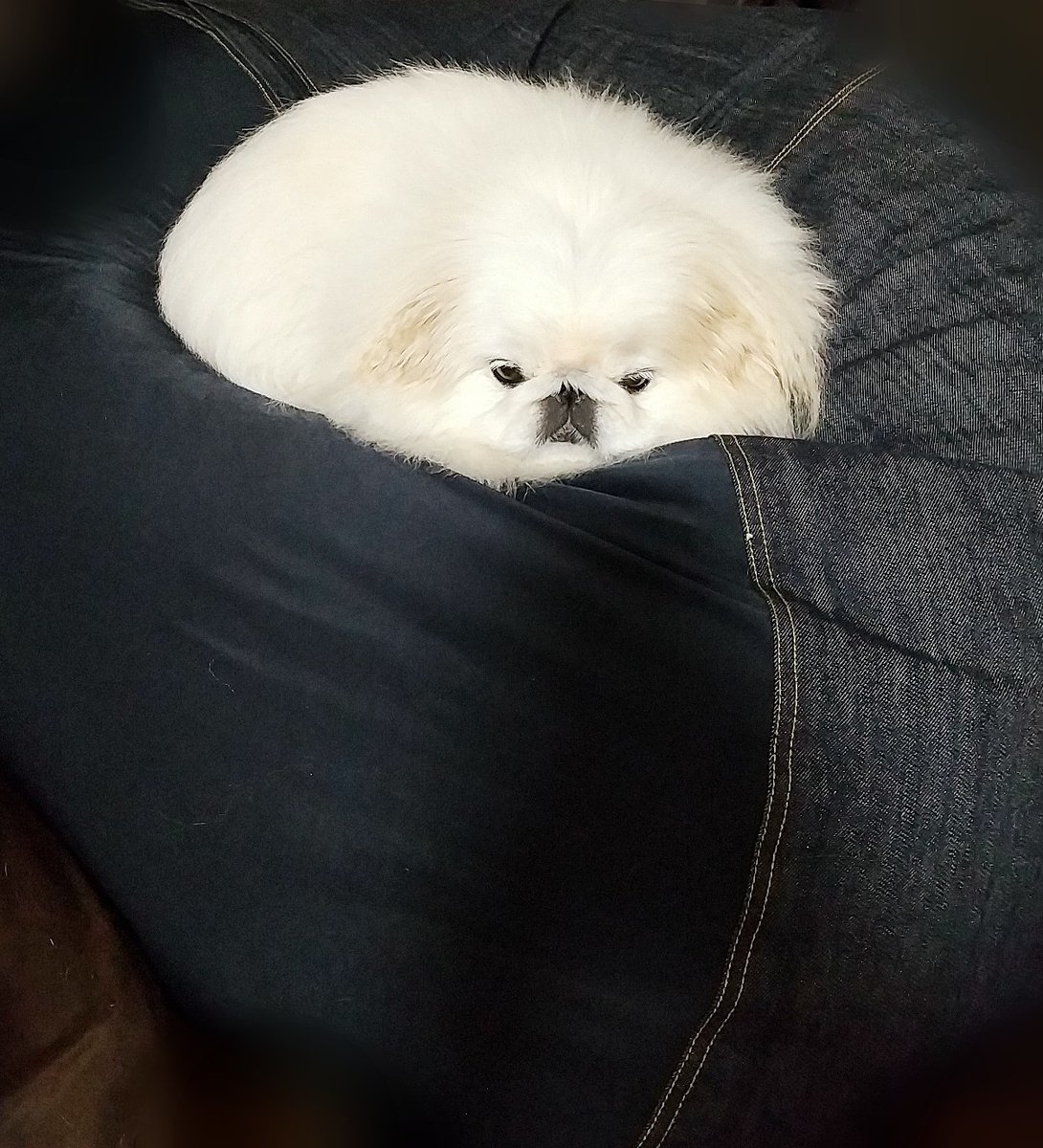 タグ 丸い犬 の注目ツイート メガとんトラック