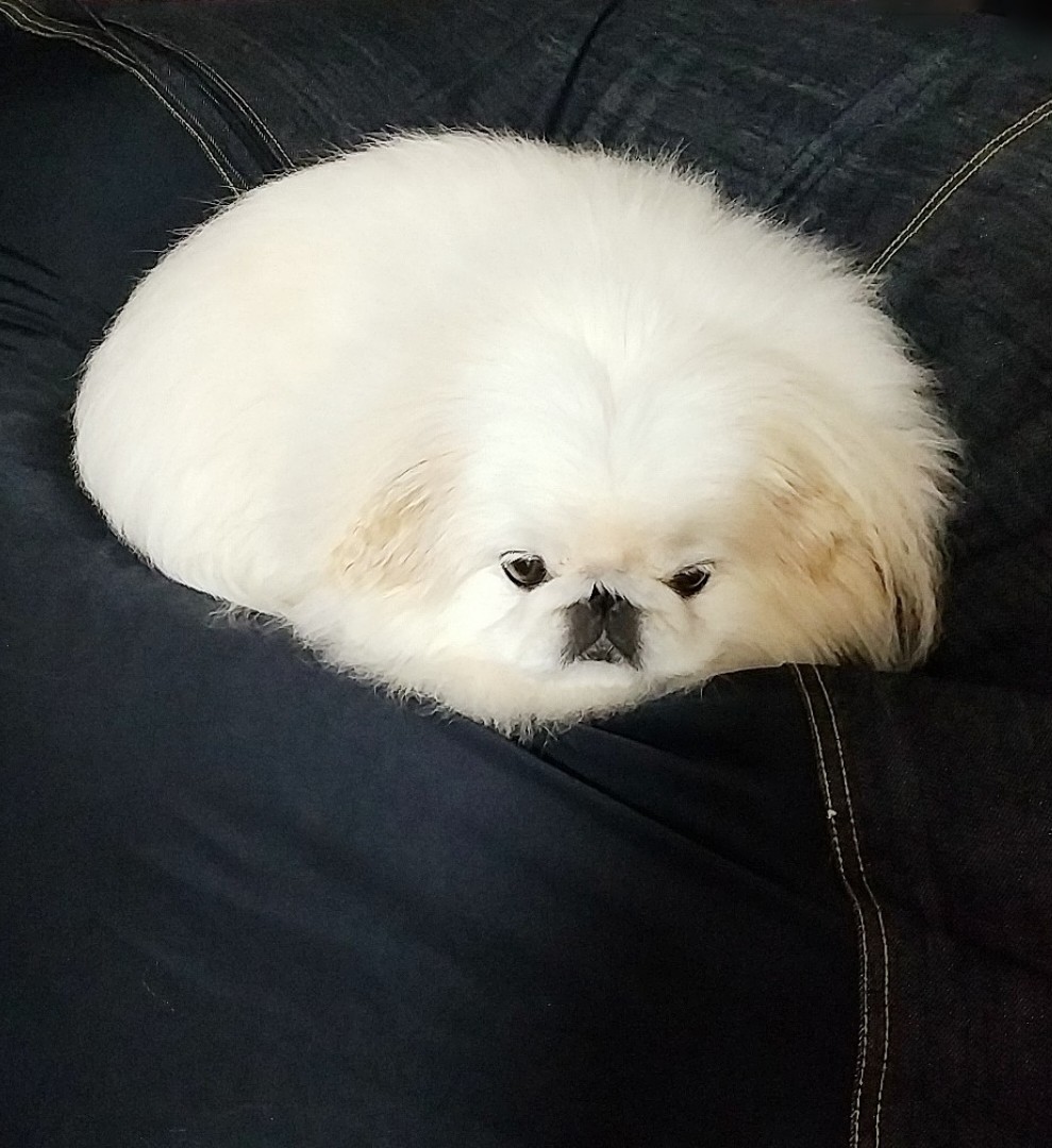タグ 丸い犬 の注目ツイート メガとんトラック
