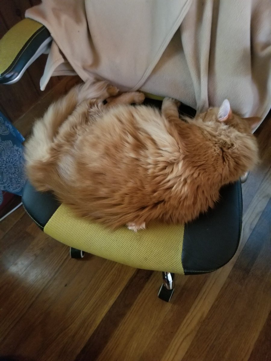CoonOrange's tweet photo. #mainecoon #CatsOfTwitter #catslife #cats #catsrule #gingercat #ProPlanCat #Caturday #teamfloof 
Dad has seen me sleep, but this......???? https://t.co/rfdCvx5Ano