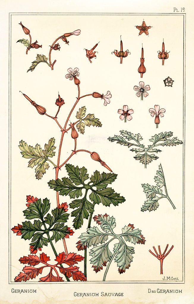7/ Art Nouveau flower and plant designs from 1896."Geranium". Image 1 and 2 by J. Milesi. Image 3 by Marcelle Gaudin.